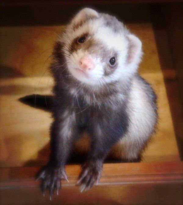 🏆 Third place critter: Lizzie
